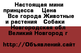 Настоящая мини принцесса  › Цена ­ 25 000 - Все города Животные и растения » Собаки   . Новгородская обл.,Великий Новгород г.